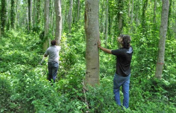 Eco-bosques Faber-Castell